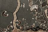 Polished Ammonite (Promicroceras) Slice - Marston Magna Marble #211366-1